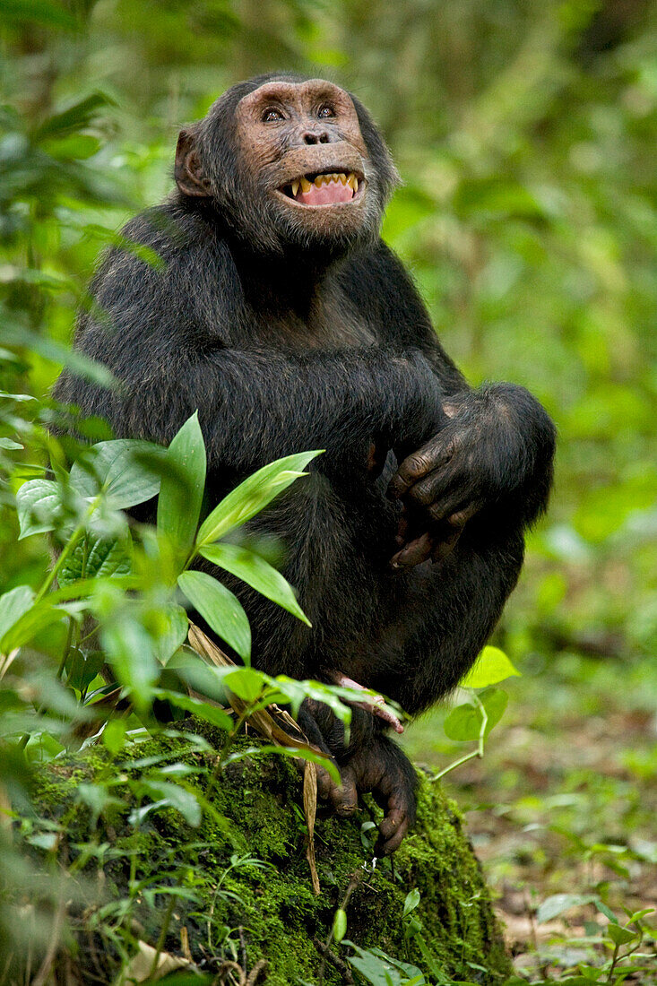 Afrika, Uganda, Kibale-Nationalpark, Ngogo-Schimpansenprojekt. Ein junger erwachsener Schimpanse beobachtet seine Umgebung und drückt seine nervöse, soziale Erregung in seinem Gesicht und mit einer teilweisen Erektion aus.