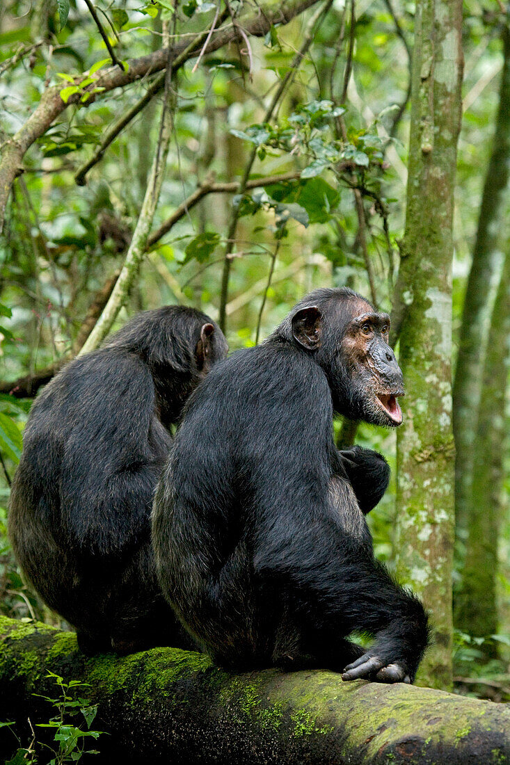 Afrika, Uganda, Kibale-Nationalpark, Ngogo. Zwei männliche Schimpansen warten und lauschen auf den Rest ihrer Gruppe.