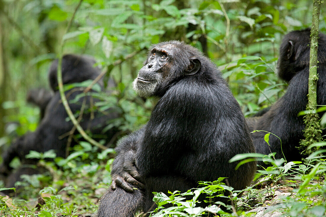 Afrika, Uganda, Kibale-Nationalpark, Ngogo-Schimpansenprojekt. Ein männlicher Schimpanse sitzt bei seinen Artgenossen und blickt nach oben.