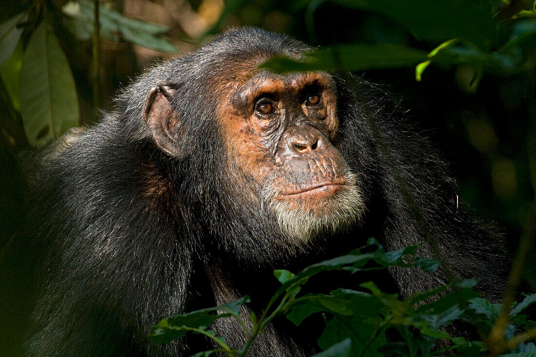 Africa, Uganda, Kibale National Park, Ngogo Chimpanzee Project. An adult male chimpanzee looks upward with interest.