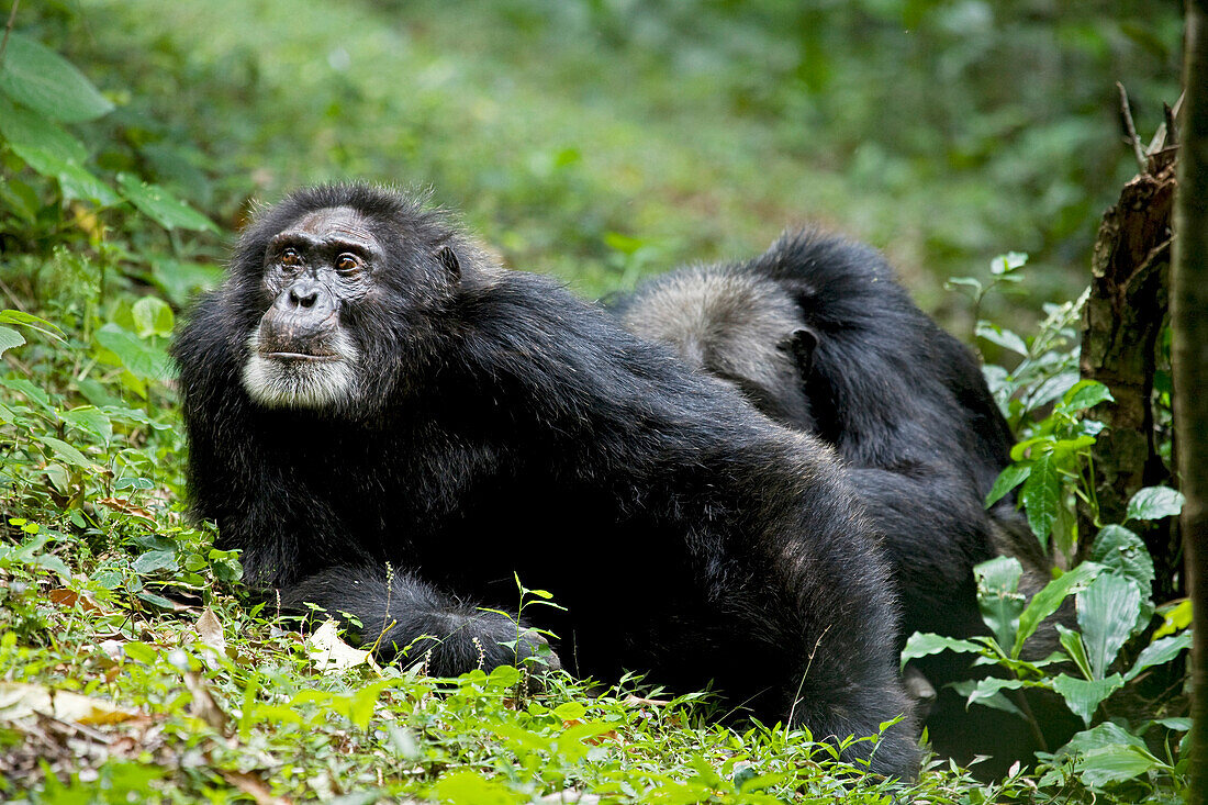 Afrika, Uganda, Kibale-Nationalpark. Ngogo-Schimpansen-Projekt. Ein männlicher Schimpanse entspannt sich und beobachtet seine Umgebung, während er gepflegt wird.