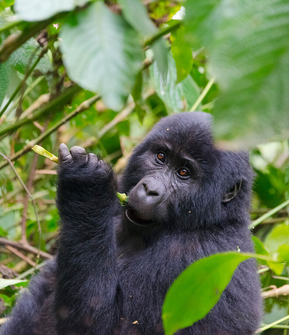3-jähriges Gorillababy im Wald, Bwindi Impenetrable National Park, Uganda