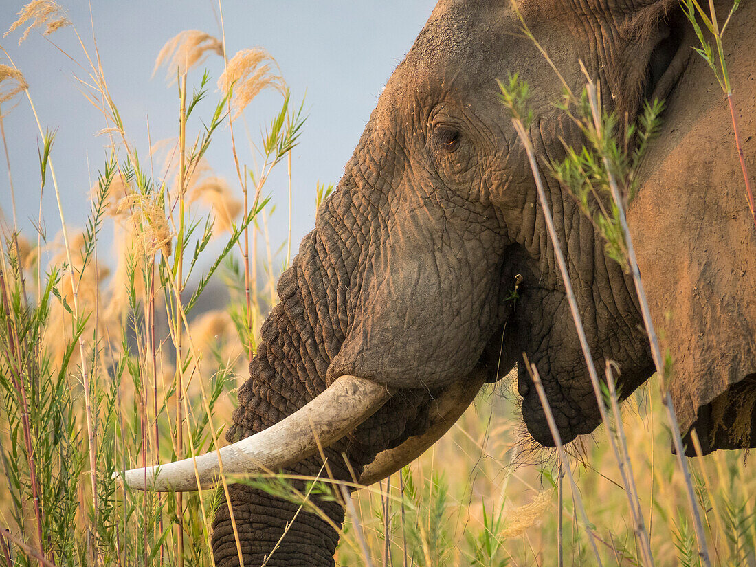 Afrika, Sambia. Nahaufnahme eines Elefanten beim Fressen