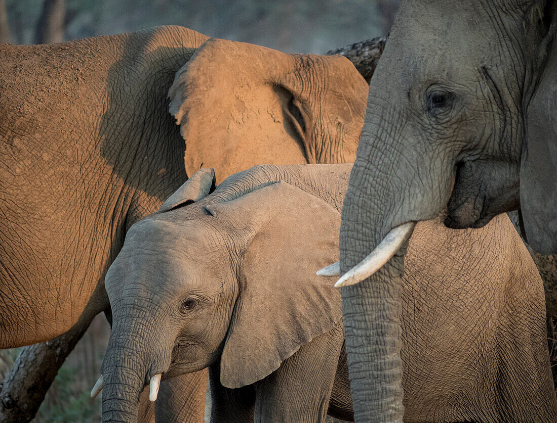 Afrika, Sambia. Erwachsene Elefanten und Jungtiere