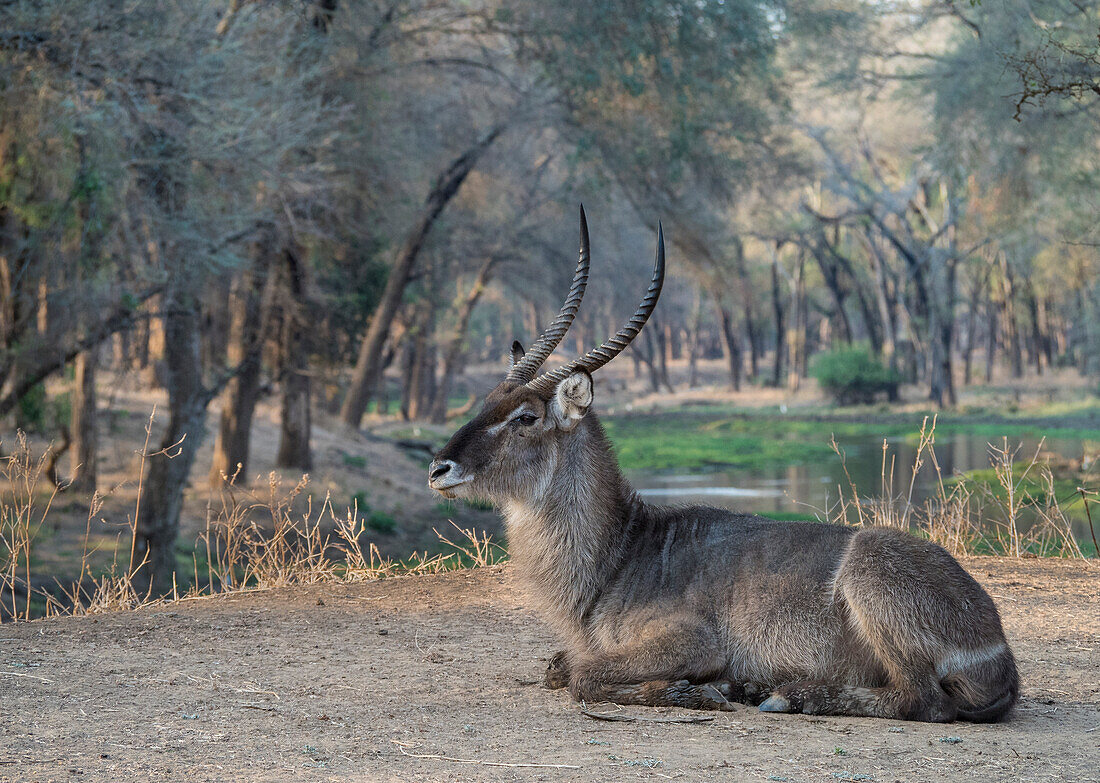 Africa, Zambia. Resting waterbuck