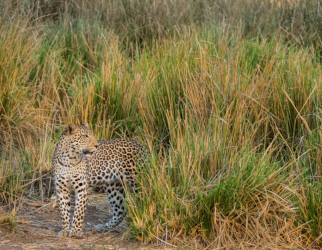 Afrika, Sambia. Nahaufnahme eines im Gras stehenden Leoparden