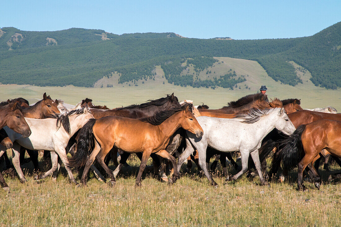 Pferde werden von Reitern gehütet. Mongolei.