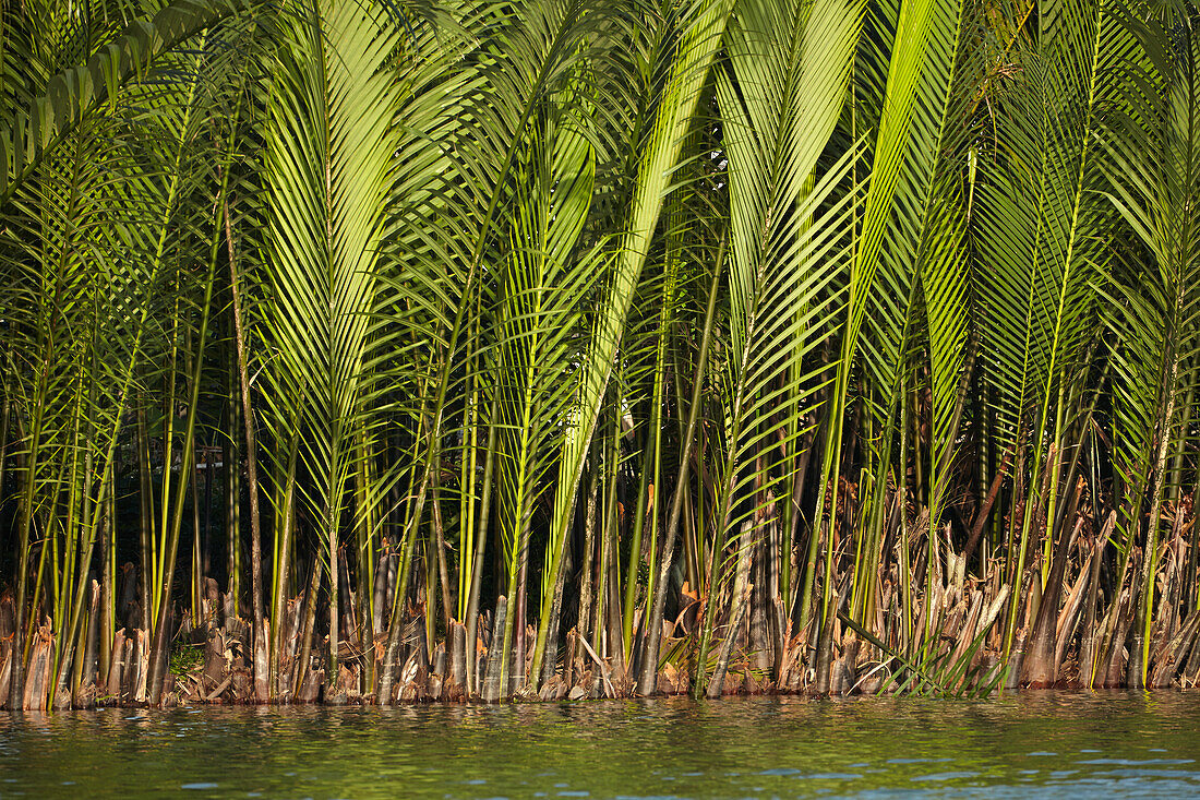 Palm trees by Thu Bon River, Hoi An, Vietnam