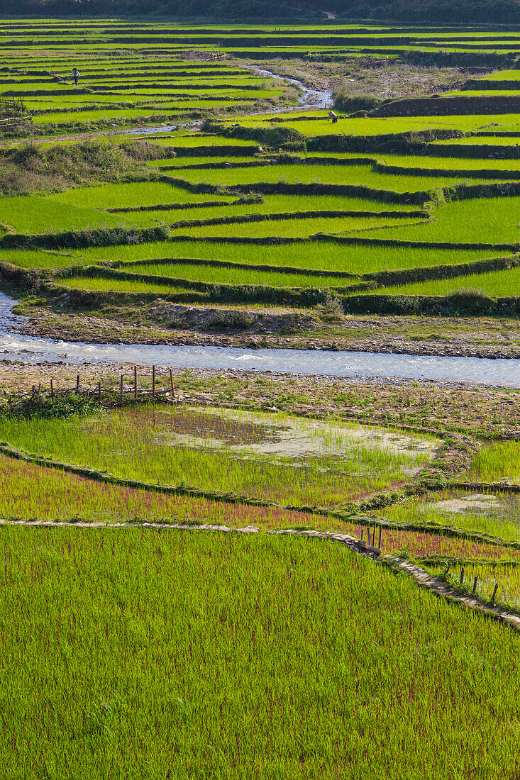 Vietnam, Thuan Chau, Reisfelder