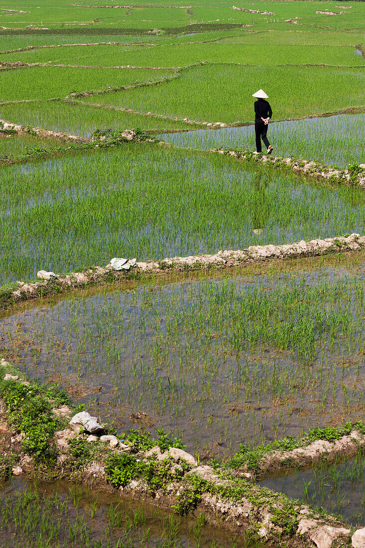 Vietnam, Dien Bien Phu. Reisfelder