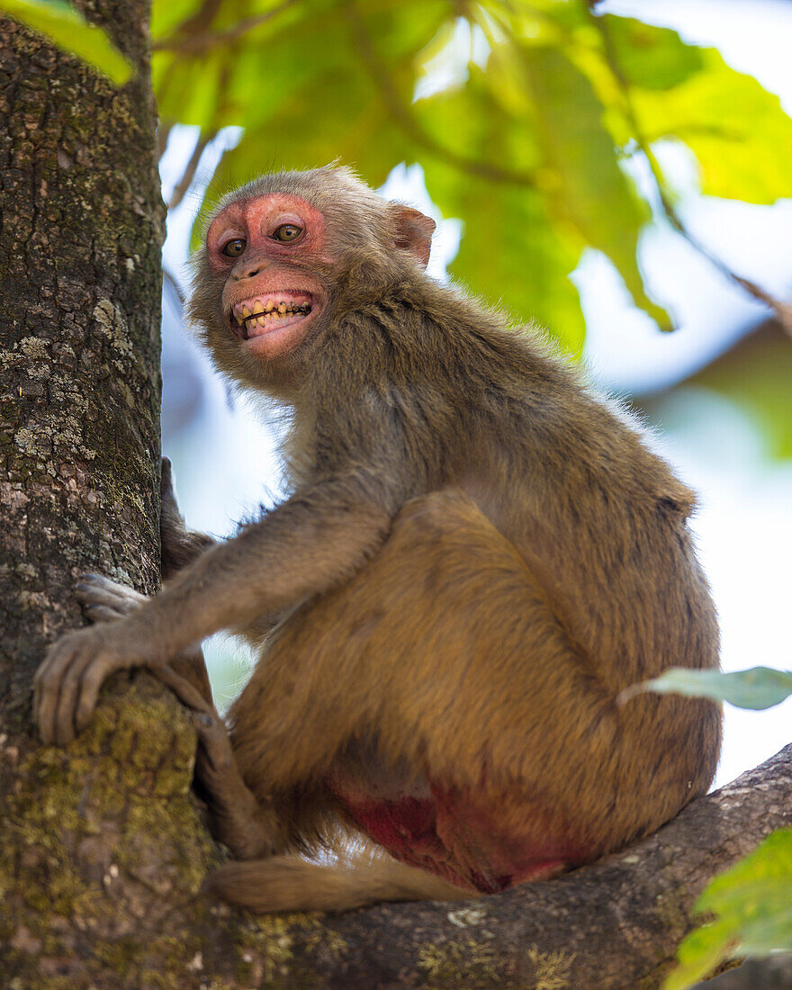 India. Rhesus macaque (Macaca mulatta) at Bandhavgarh Tiger Reserve.