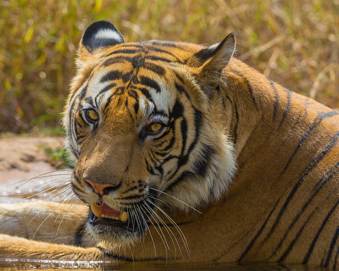 India. Male Bengal tiger (Pantera Tigris Tigris) enjoys the cool of a water hole at Bandhavgarh Tiger Reserve.