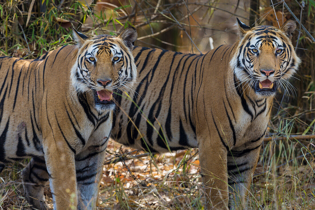 Indien. Ein Paar männlicher bengalischer Tiger (Pantera Tigris Tigris) genießt die Kühle eines Wasserlochs im Bandhavgarh Tiger Reserve.