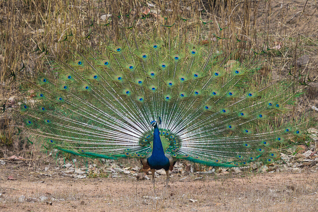 India. Peacock (Pavo cristatus) on display at Bandhavgarh Tiger Reserve.