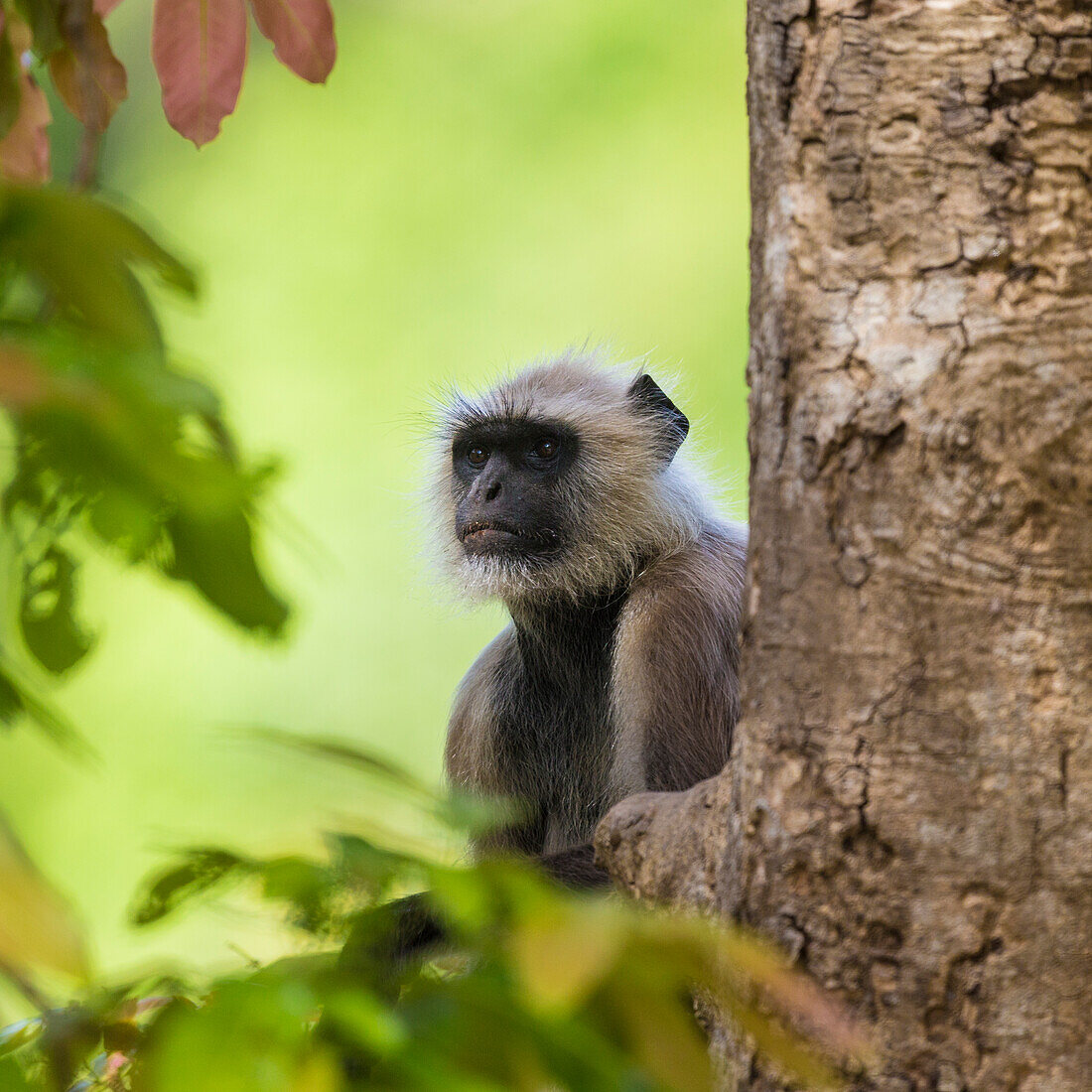 Indien. Grauer Langur, Hanuman Langur (Semnopithecus entellus) im Tigerreservat Bandhavgarh