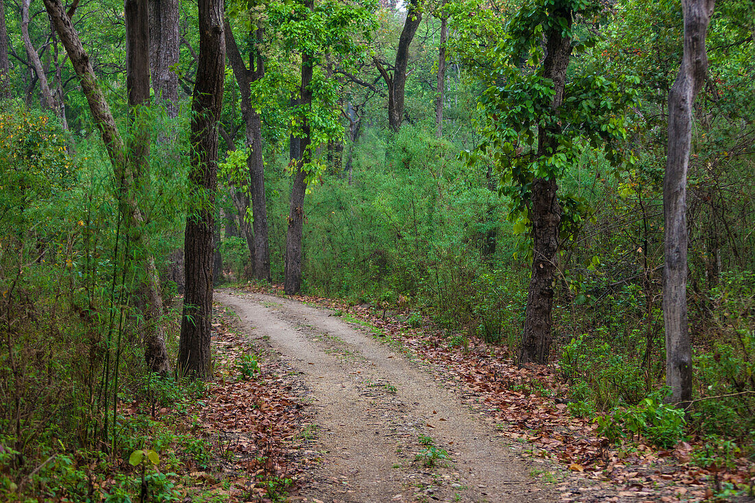 India. Sal forest at Kanha tiger reserve.