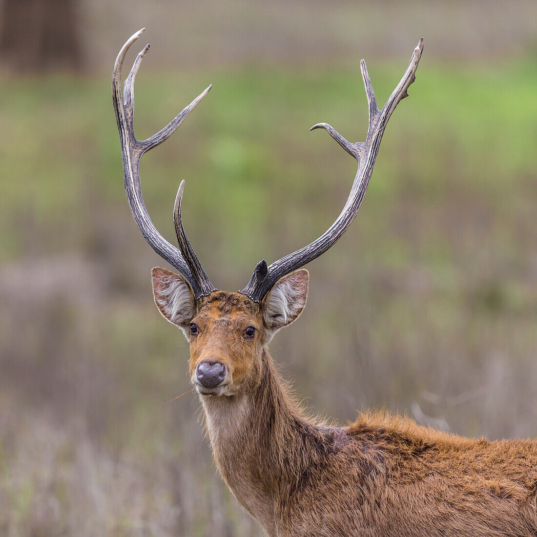 Indien. Barasingha, Südlicher Sumpfhirsch (Rucervus duvaucelii branderi) im Kanha Tiger Reservat.