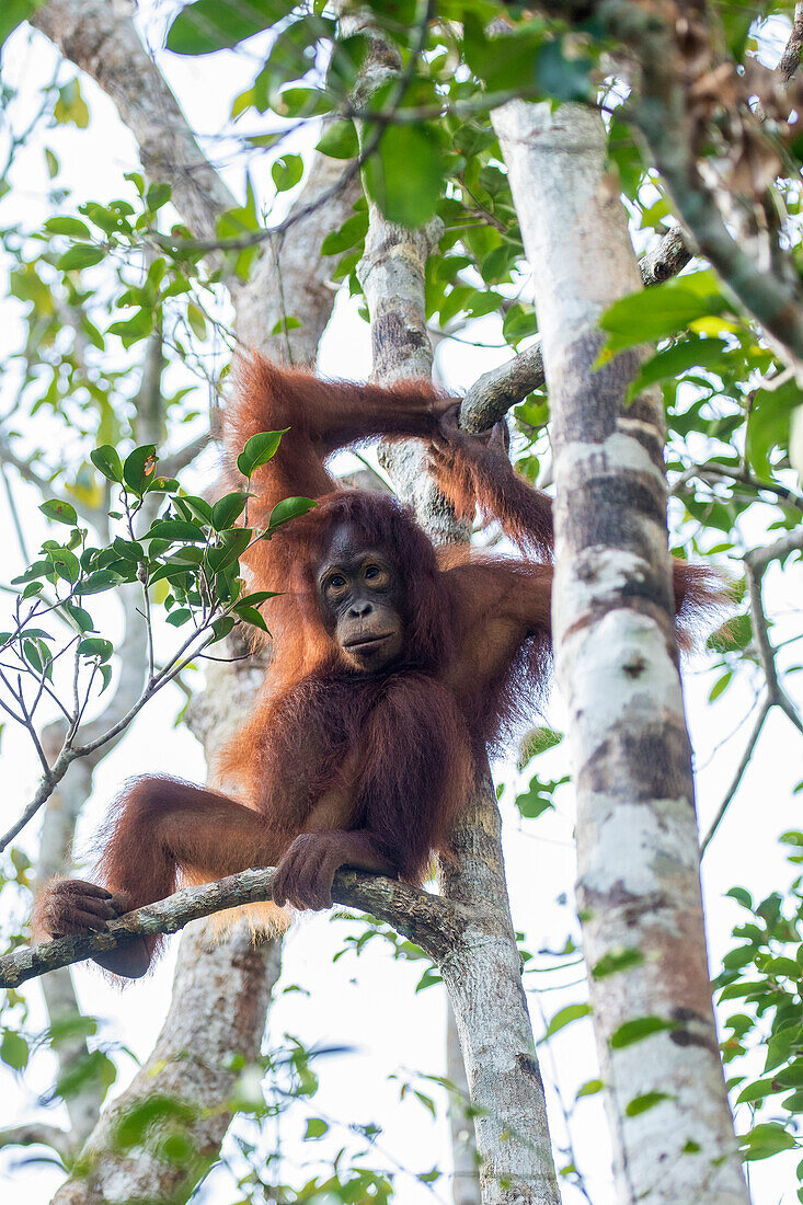 Indonesia, Borneo, Kalimantan. Female orangutan at Tanjung Puting National Park