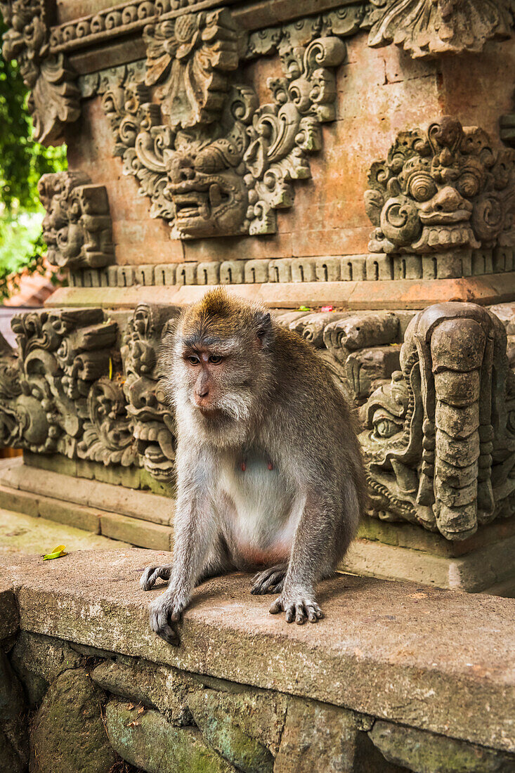 Balinese long-tailed Monkey (Macaca fascicularis), Sacred Monkey Forest, Ubud, Bali, Indonesia