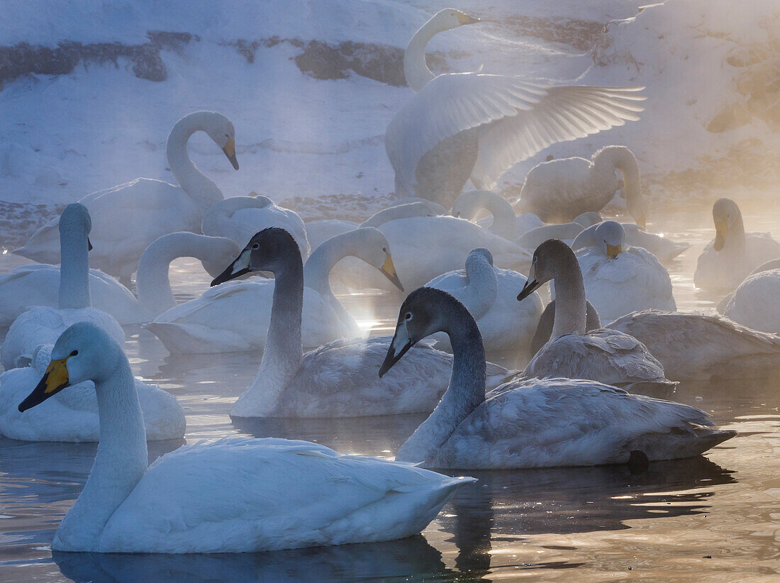 Whooper swans, Hokkaido Island, Japan