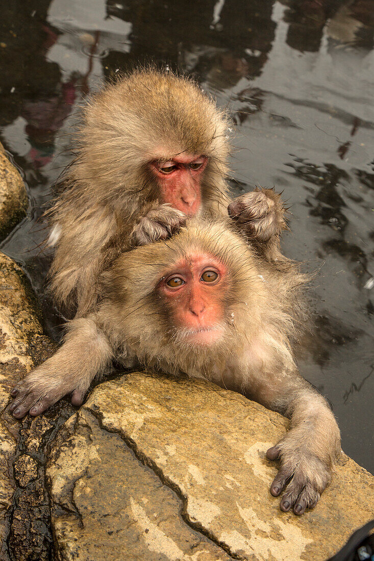 Japan, Yamanouchi, Jigokudani-Affenpark. Japanische Makaken bei der Fellpflege