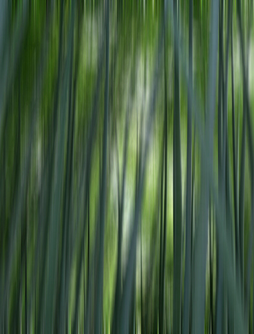 Japan, Kyoto. Abstract of Arashiyama Bamboo Grove