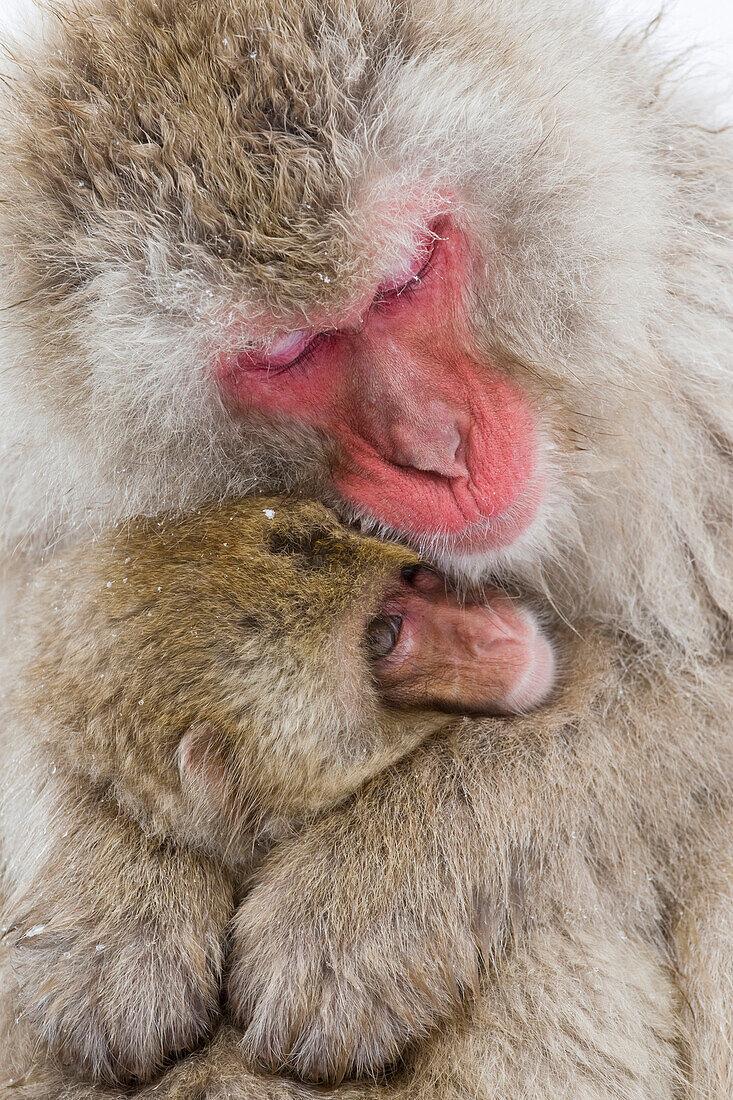 Asien, Japan, Nagano, Jigokudani Yaen Koen, Snow Monkey Park, Japanmakak, Macaca fuscata. Eine Mutter und ihr Schneeaffenbaby kuscheln sich zusammen, um sich warm zu halten.