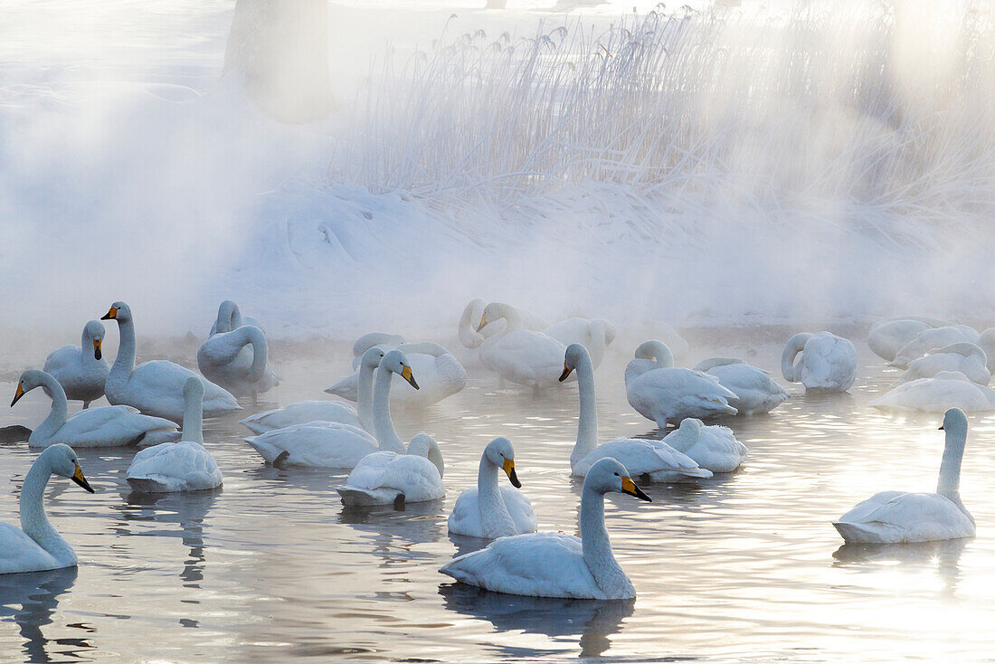 Asien, Japan, Hokkaido, Kussharo-See, Singschwan, Cygnus cygnus. Eine Gruppe von Singschwänen versammelt sich in der Morgendämmerung im nebligen, offenen Thermalwasser.