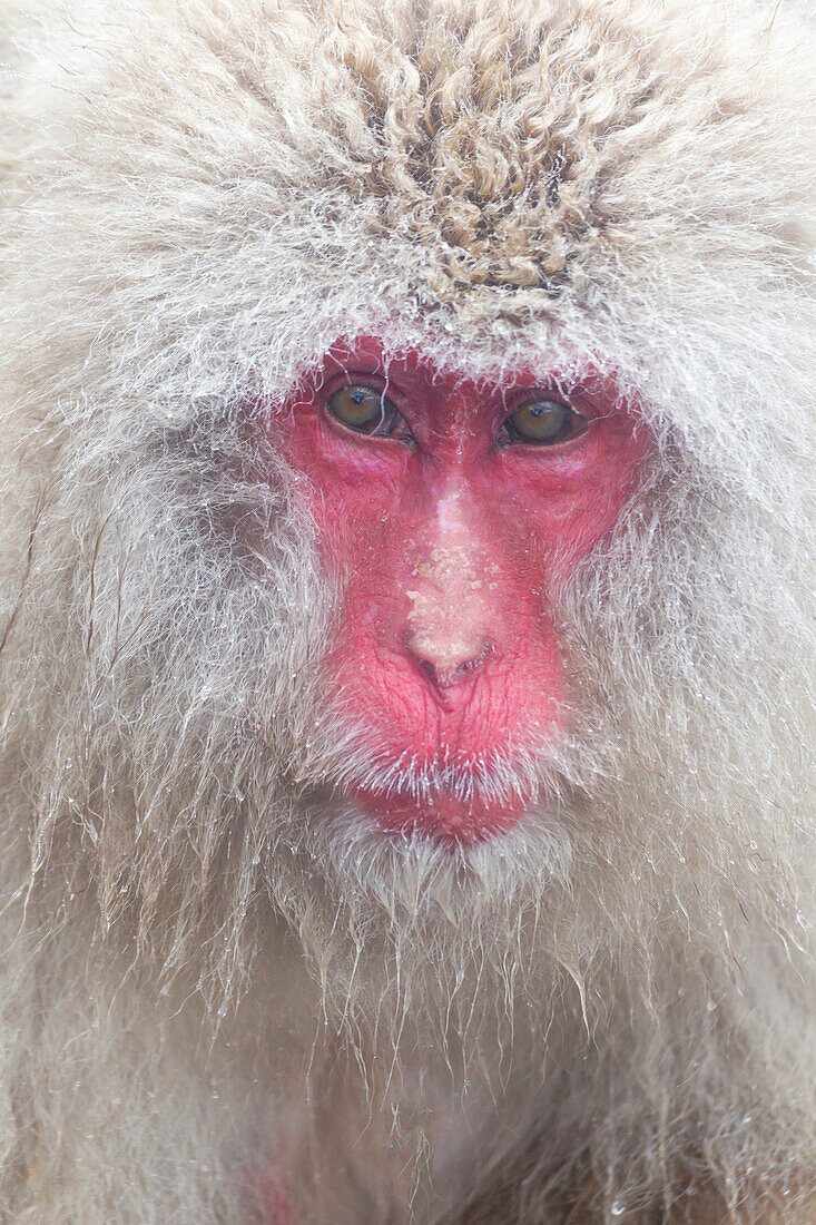 Asia, Japan, Nagano, Jigokudani Yaen Koen, Snow Monkey Park, Japanese macaque, Macaca fuscata. Headshot of a Japanese macaque.