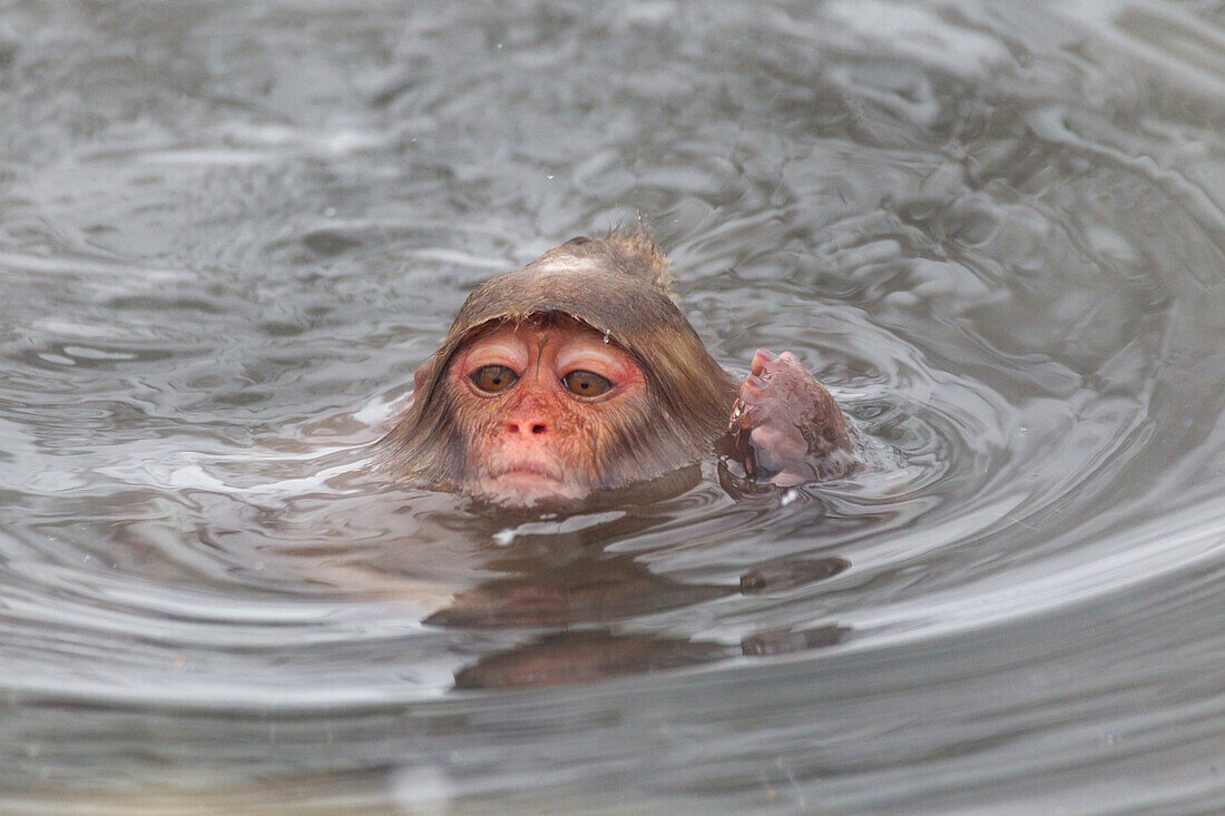 Asia, Japan, Nagano, Jigokudani Yaen Koen, Snow Monkey Park, Japanese macaque, Macaca fuscata. A baby Japanese macaque swims in the thermal pool.