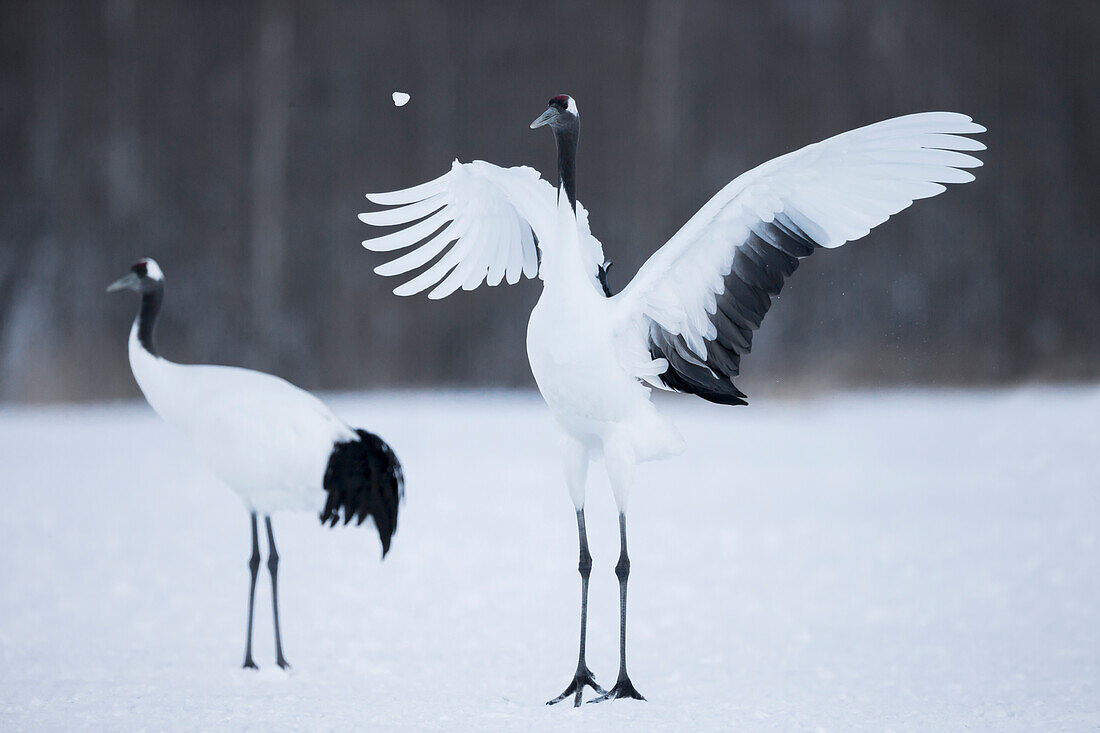 Asia, Japan, Hokkaido, Kushiro, Akan International Crane Center, red-crowned crane, Grus japonensis. A red-crowned crane throws a chunk of snow in the air as part of its courtship dance.