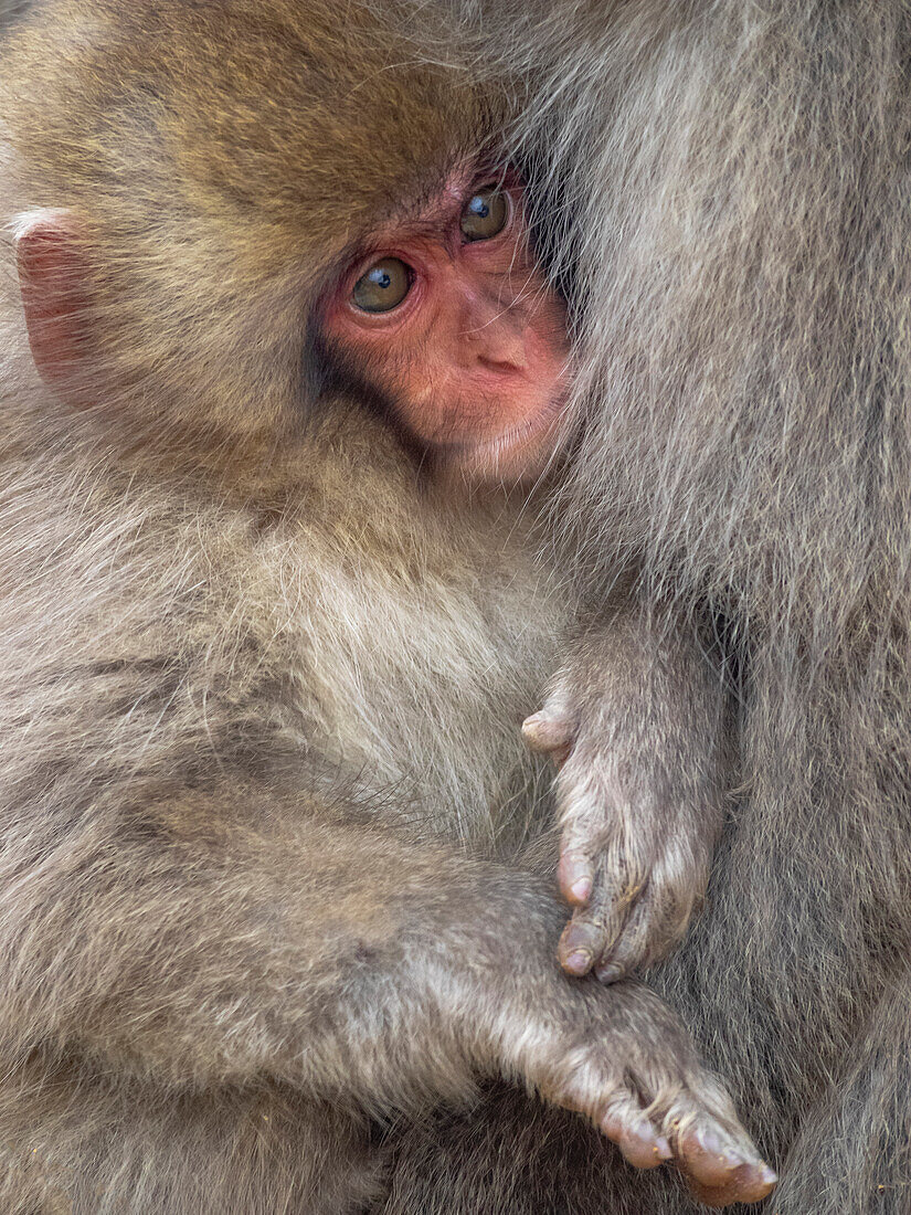 Asia, Japan, Nagano, Jigokudani Yaen Koen, Snow Monkey Park, Japanese macaque, Macaca fuscata. A baby Japanese macaque looks out from cuddling in its mothers fur to keep warm.