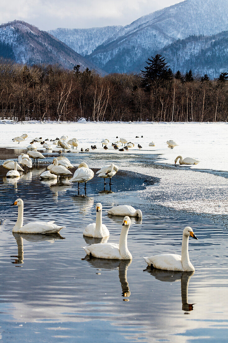 Japan, Hokkaido, Kussharo-See. Singschwäne beim Schwimmen im See