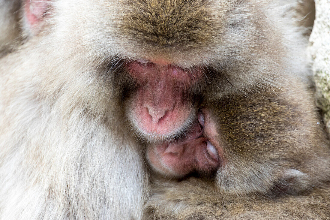 Japan, Yamanouchi. Jigokudani Monkey Park, zusammengekauerte Schneeäffchen