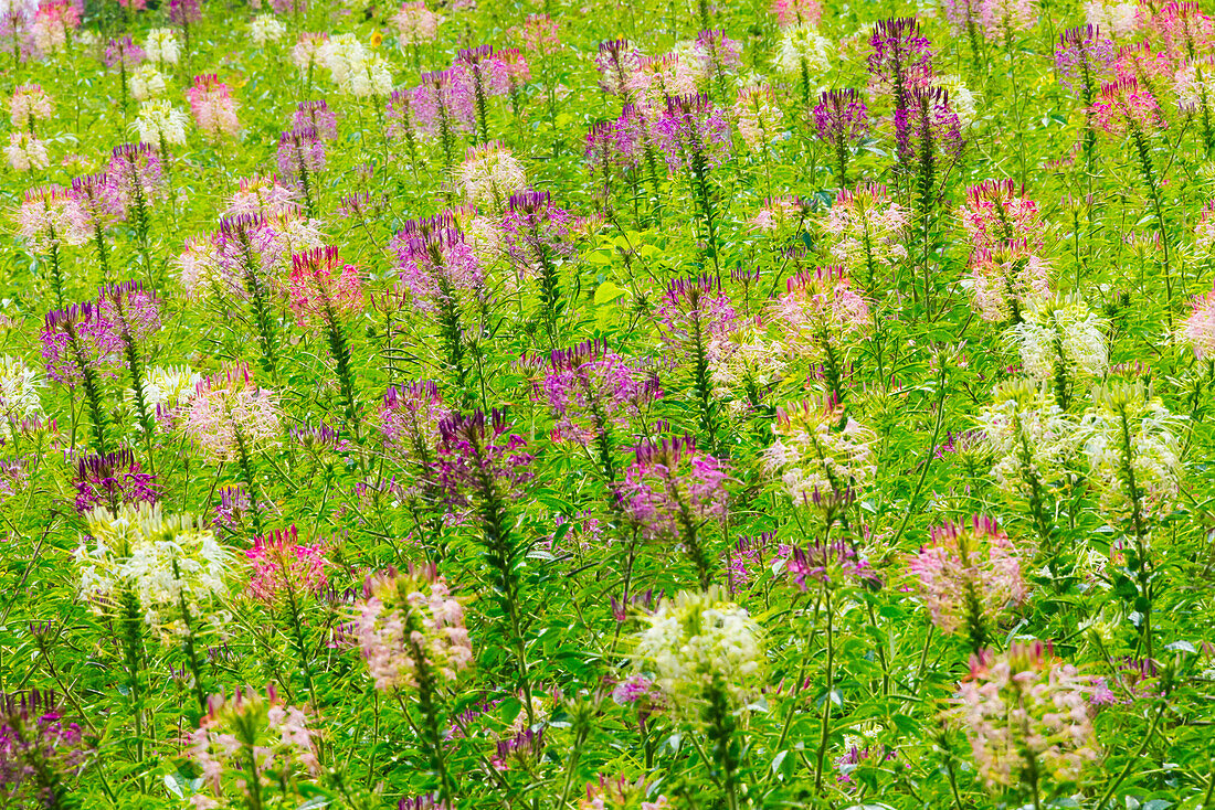 Flowers in the flower farm, Furano, Hokkaido Prefecture, Japan