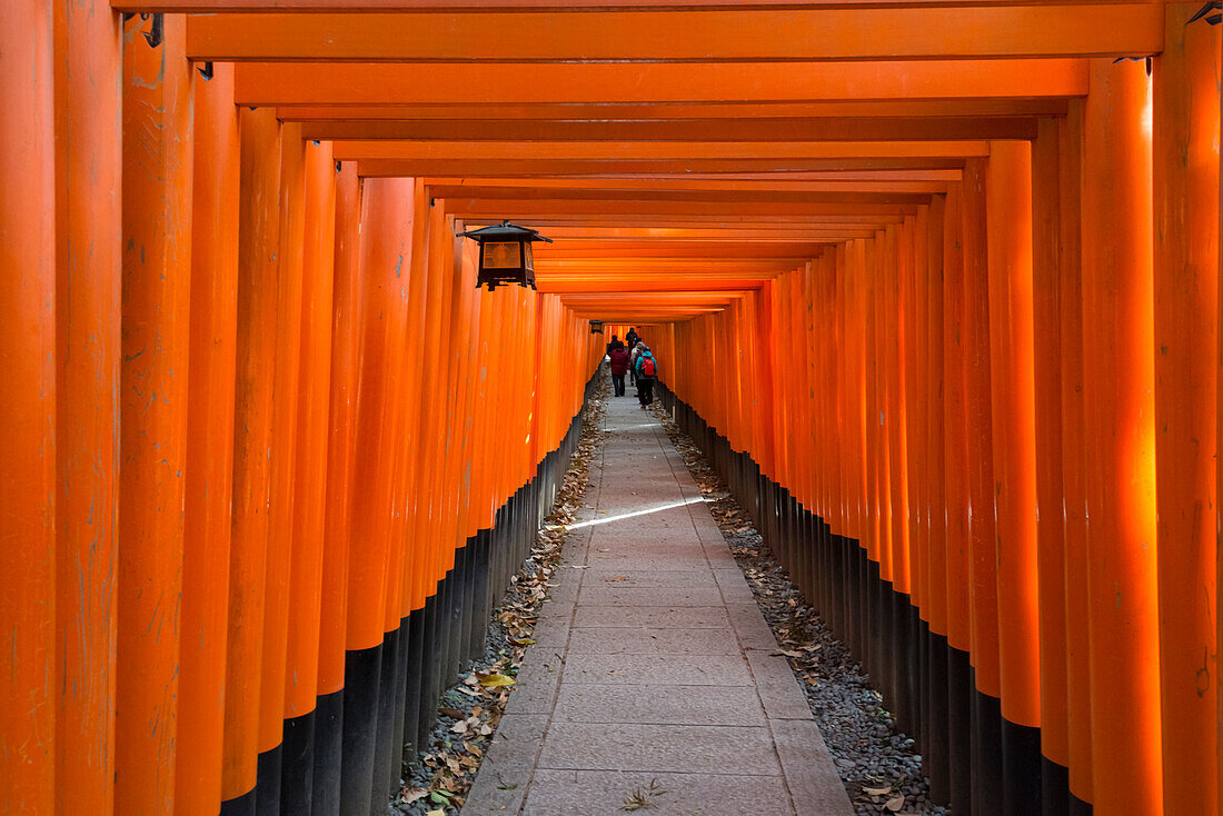Senbon Torii (thousands of Torii gates) in Fushimi Inari Shrine, Kyoto, Japan