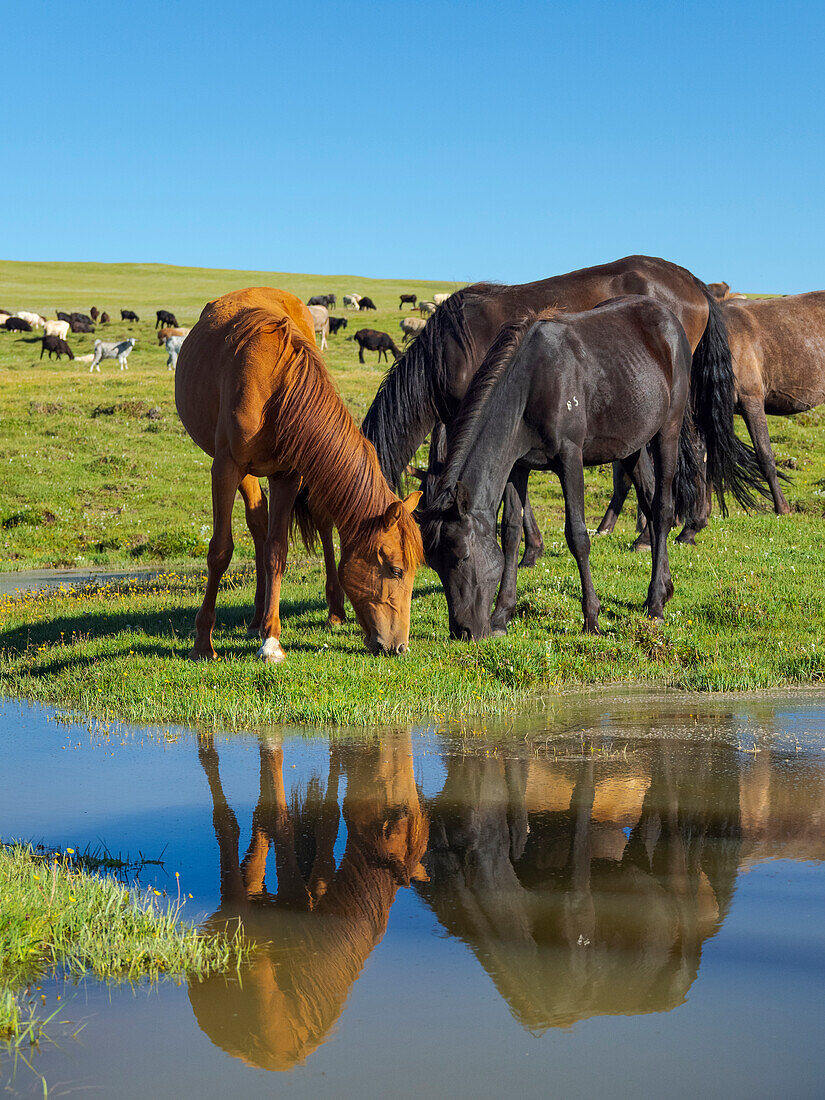 Horses on their mountain pasture at lake Song Kol (Son Kul, Songkol, Song-Koel). Tien Shan mountains or heavenly mountains in Kirghizia, Kyrgyzstan