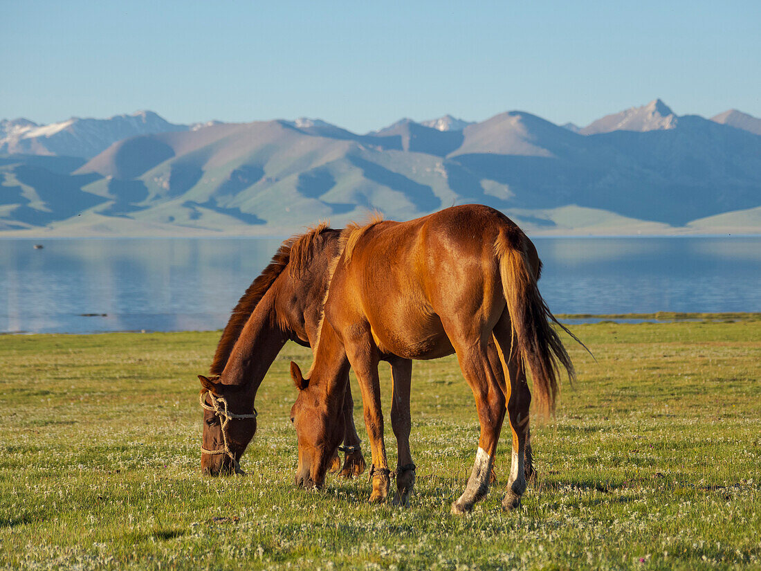 Horses on their mountain pasture at lake Song Kol (Son Kul, Songkol, Song-Koel). Tien Shan mountains or heavenly mountains in Kirghizia, Kyrgyzstan