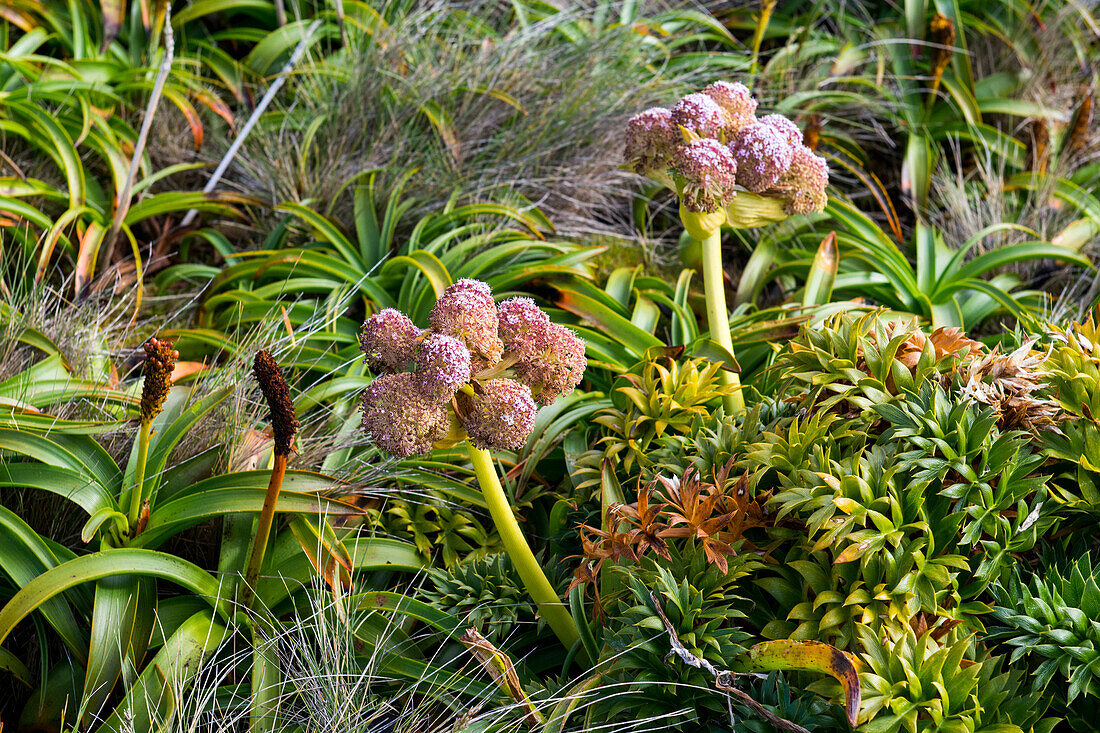 Neuseeland, Auckland-Inseln, unbewohnte Inselgruppe im Südpazifik, Enderby Island. Megaherbs, rosafarbene Blüten von Anisotome latifolia, einem riesigen Mitglied der Karottenfamilie.