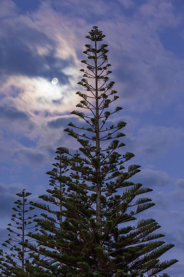 Neuseeland, Nordinsel, Coromandel-Halbinsel. Whitianga, Buffalo Beach, Araukarienkiefer und Mond