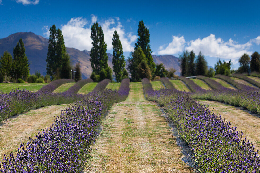 Neuseeland, Südinsel, Otago, Wanaka, Lavendelfarm