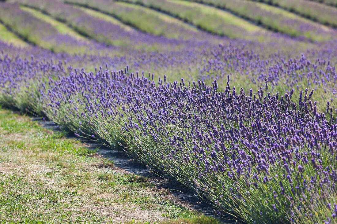 New Zealand, South Island, Otago, Wanaka, lavender farm