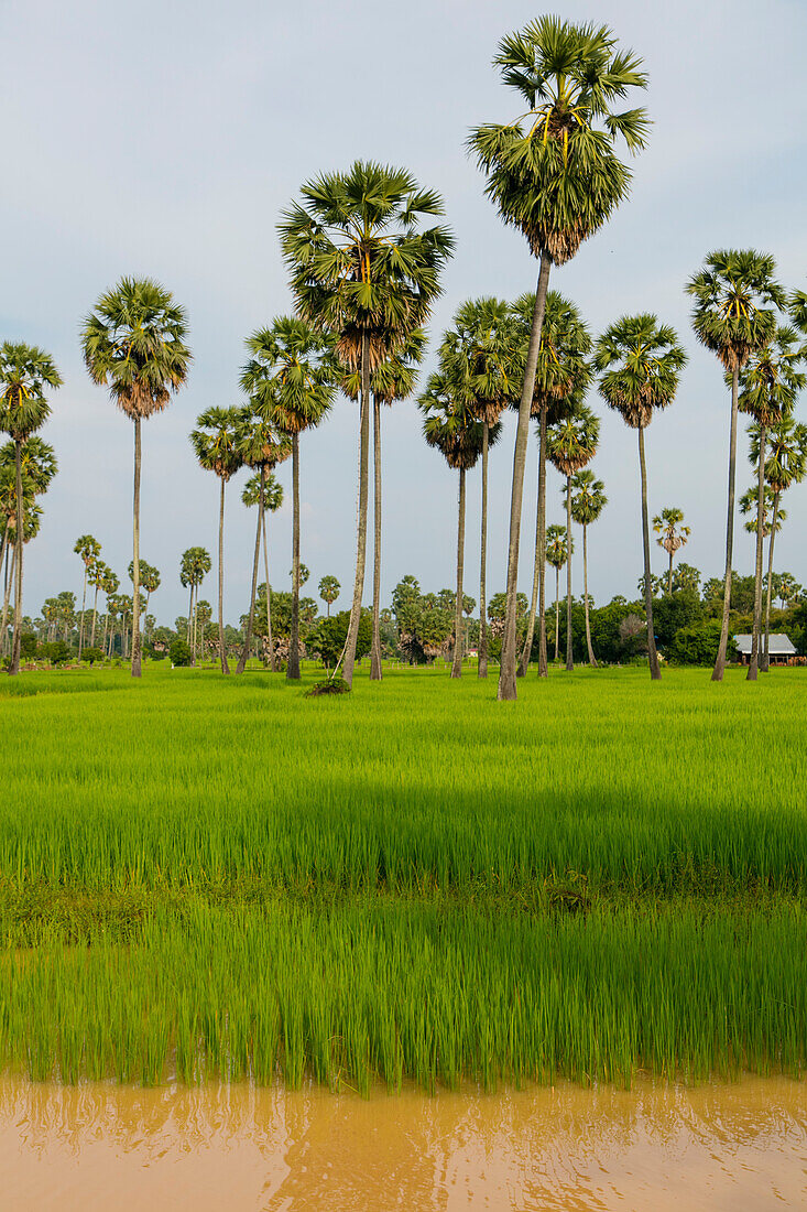 Reisfeld, Kampong Chhnang, Tonle Sap Fluss, Kambodscha