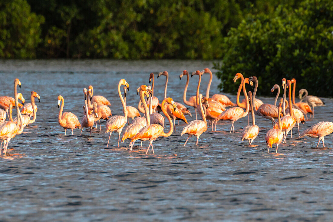 Karibik, Trinidad, Caroni-Sumpf. Große amerikanische Flamingos im Wasser