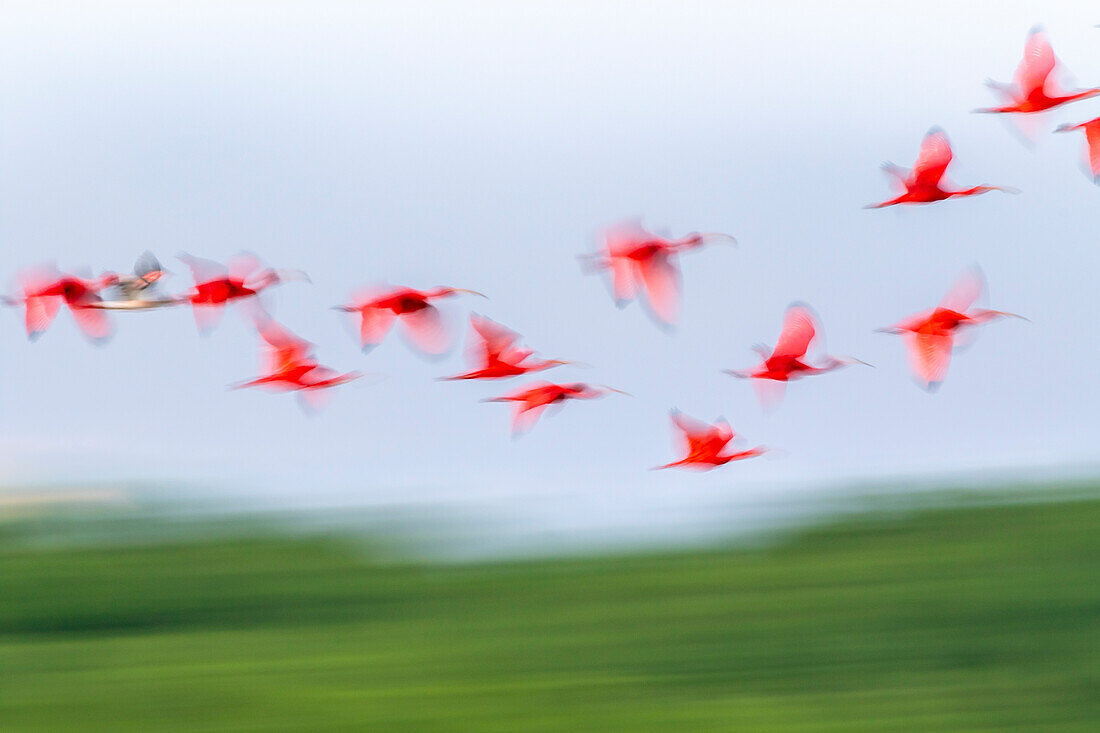 Caribbean, Trinidad, Caroni Swamp. Blur of scarlet ibis birds in flight