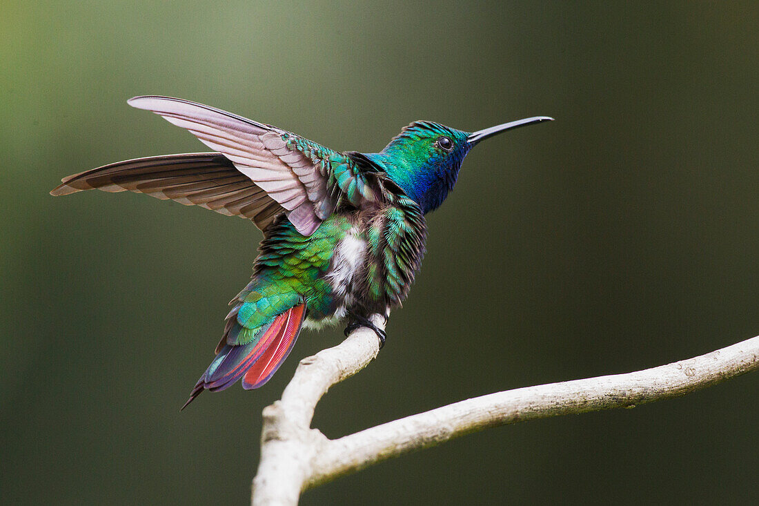 Black-throated Mango Hummingbird (Anthracothorax nigricollis) ruffling its feathers, Asa Wright Nature Center, Trinidad and Tobago