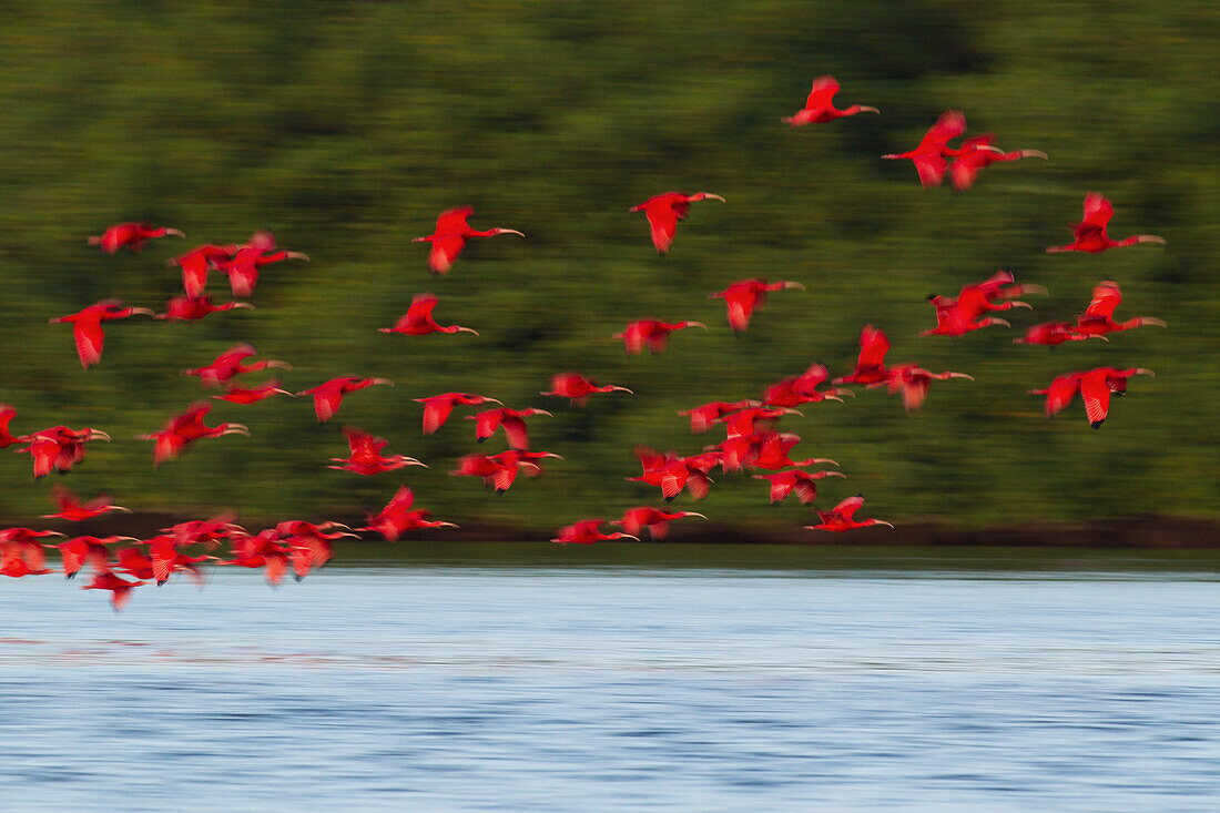 Scarlet Ibis flying to evening roost