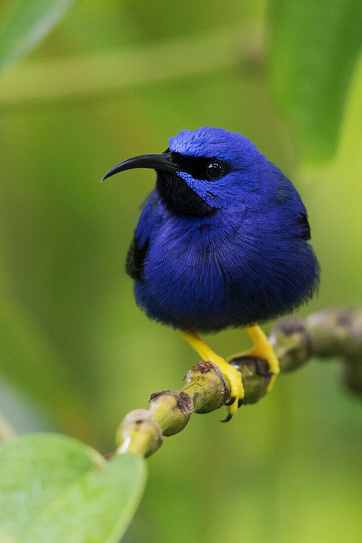 Purple Honeycreeper