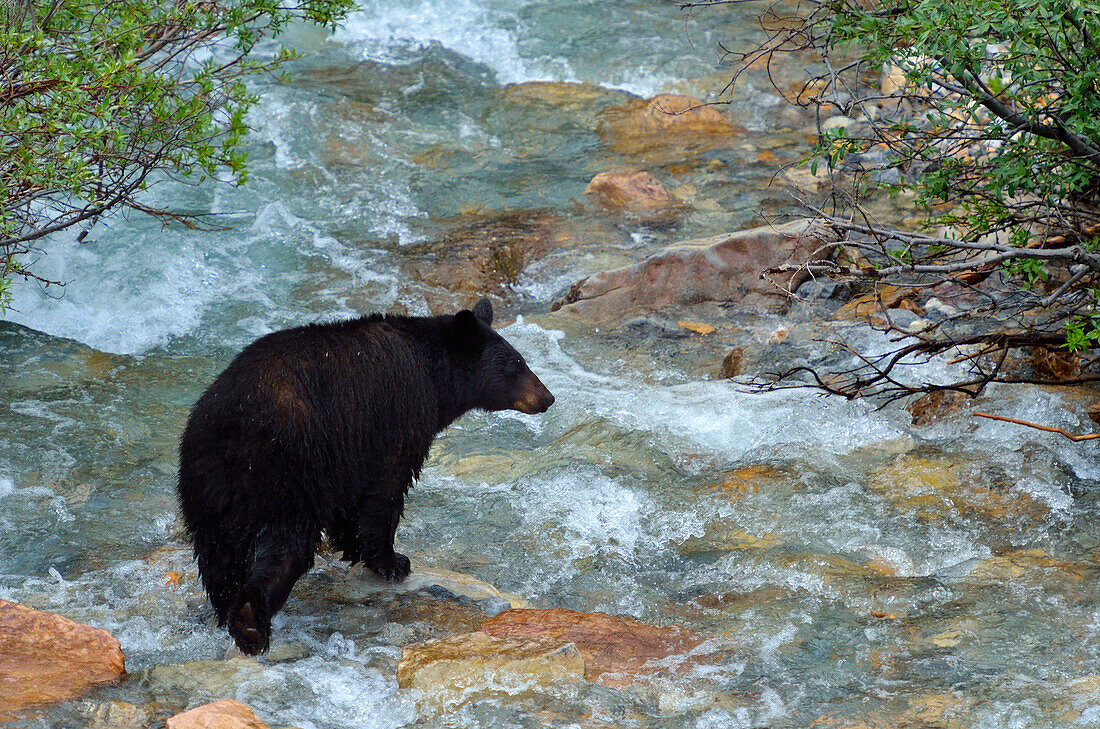 Kanada, Alberta, Banff-Nationalpark. Amerikanische Schwarzbärensau beim Überqueren eines Baches.