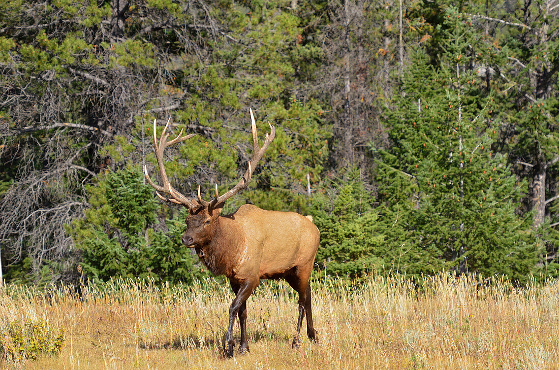 Canada, Alberta, Jasper National Park. Male elk walking.